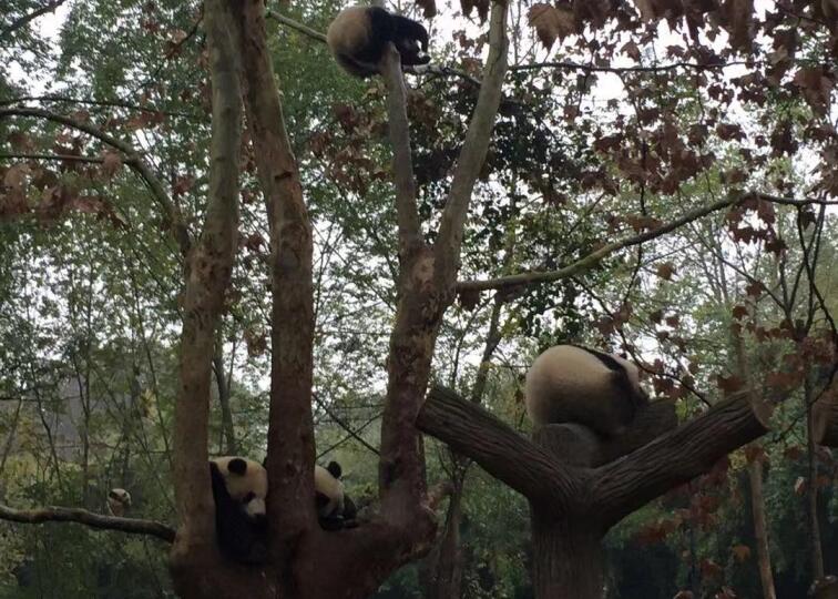 成都熊貓基地